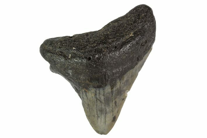 Bargain, Fossil Megalodon Tooth - North Carolina #91680